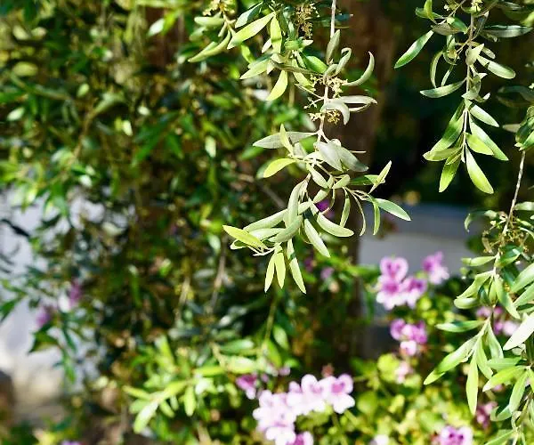 Il Giardino * 오스투니