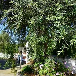 Il Giardino
